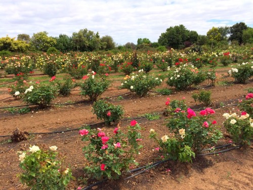 Rose farm Ajmer